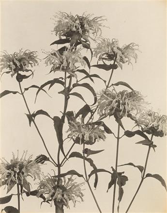 LINCOLN, EDWIN HALE (1828-1938) Wildflowers of New England. A suite of 10 photographs.